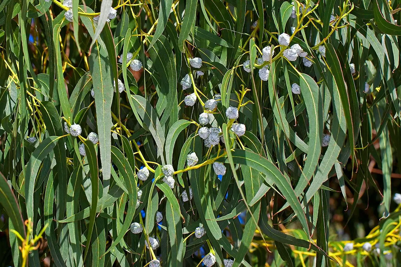 eucalyptus-globosum-foliage.jpg?v=250214101132