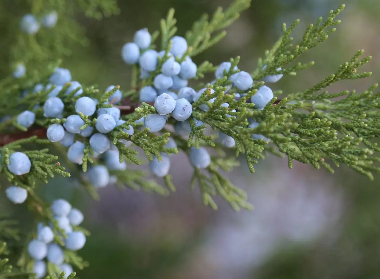 Juniper_berries_lush.jpg?v=1523757472