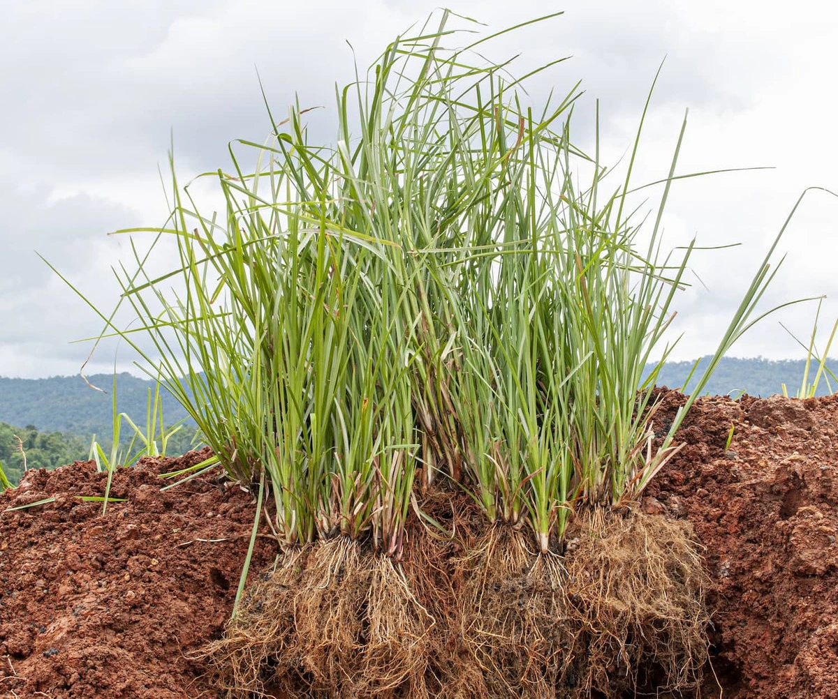 VetiverEssentialOil_506f442c-2e45-45dd-ab70-533c77d8eee6_1200x1200.jpg?v=1636586668