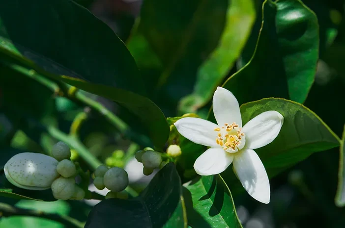 Neroli.jpg.webp