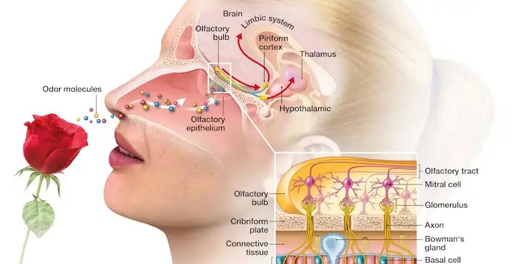 stadler-form-blog-essential-oils-emotions-lymbic-system.jpg?ts=1744211972&w=770&crop=entropy&auto=compress&fit=crop