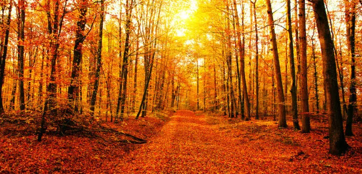 fall_season.jpg?fit=715%2C345&ssl=1