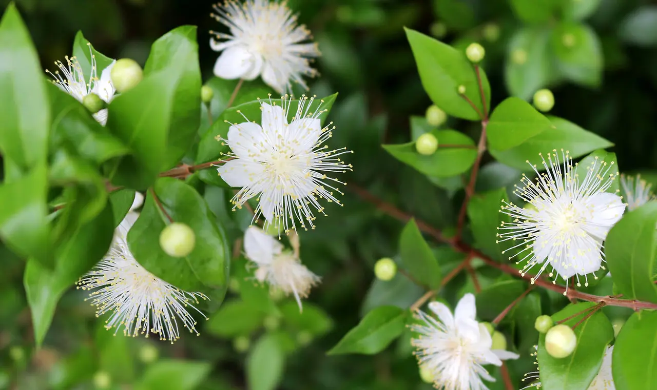 gemeine-myrte-541846854-getty-images.jpg?h=c029297a&itok=AywFPME9