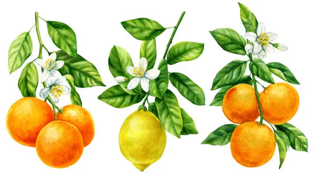 watercolor-citrus-branch-with-leaves-flower-on-white-background-botanical-painting-fruit-set.jpg?s=612x612&w=0&k=20&c=EmgGJ2yqoye9Vz5NrZBo8hRvErvGRs0C8VS7A2yU2Nw=