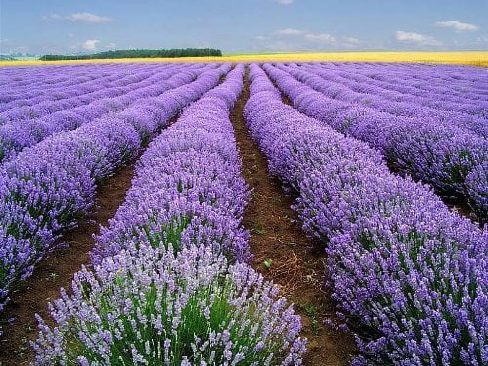 500-TRUE-ENGLISH-LAVENDER-VERA-Lavender-Augustifolia-Vera-Herb-Flower-Seeds_2dbf6d1a-a2c9-47ee-9227-7337f2fedb19.002d763c20b14e39c26a5d99aee5a9b0.jpeg