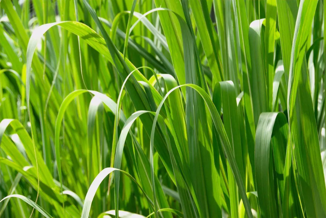 753d99087eee4b4c6547fe60ecc21ace.jpg?v=1716353674&width=1100