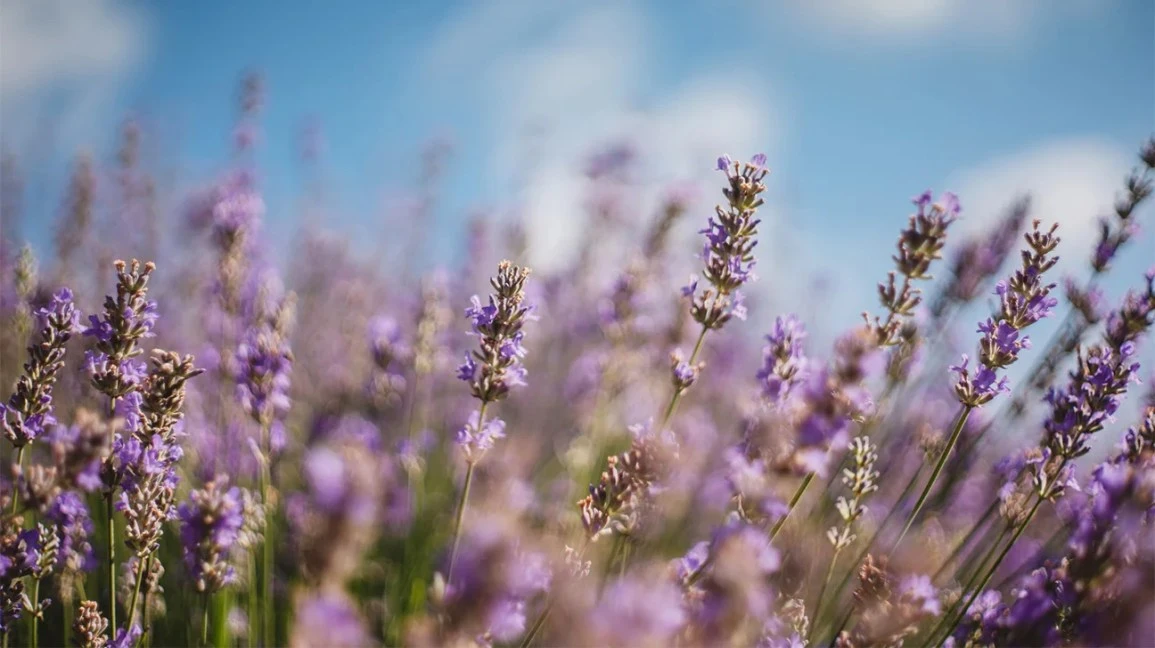 lavender-1296x728-header.jpg?w=1155&h=1528