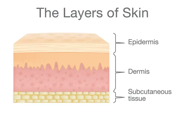 Layers-Of-Skin_1024x400.jpg?v=1582612390