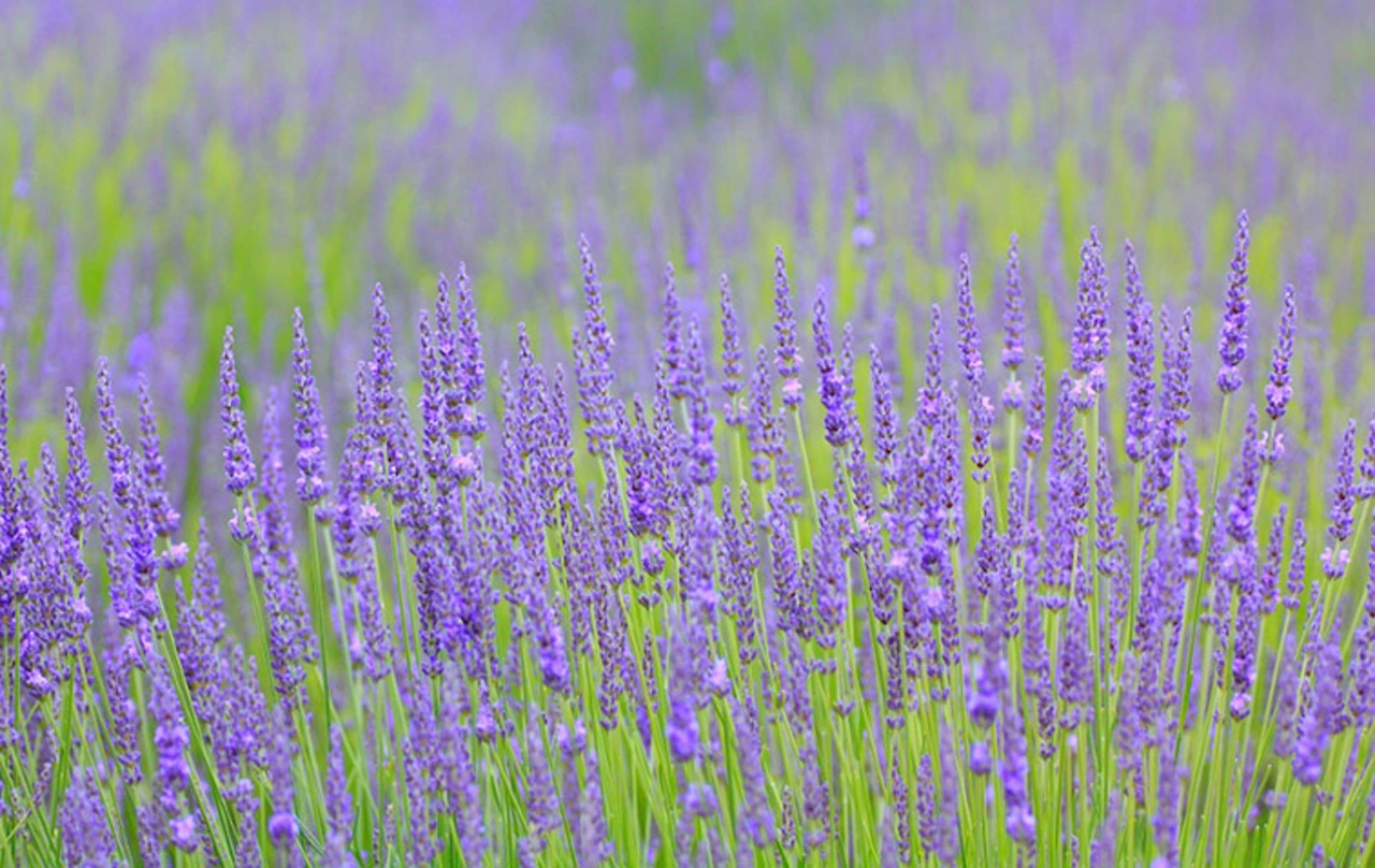 lavender-hero.jpg?q=70&width=3840&auto=webp