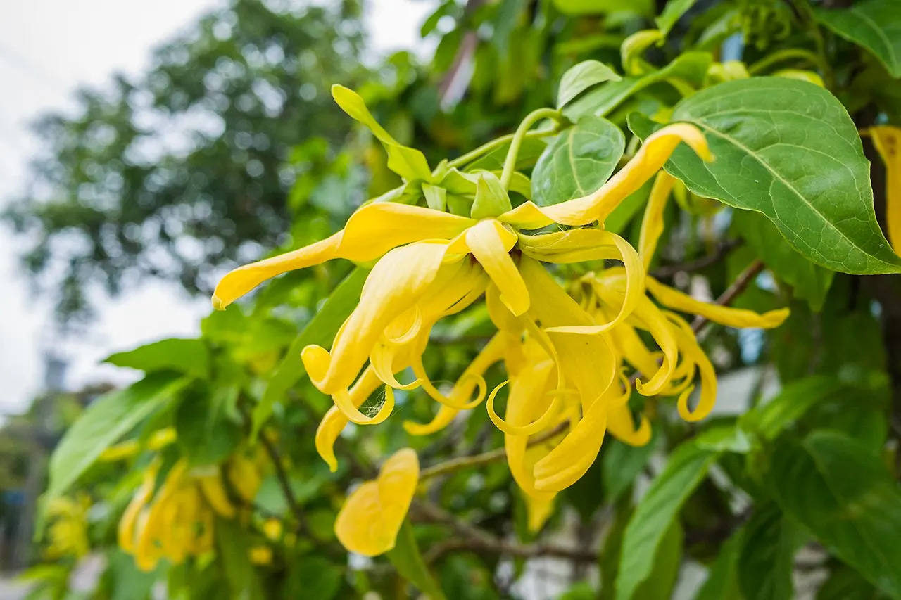 Ylang_Ylang.jpg?v=1580116351