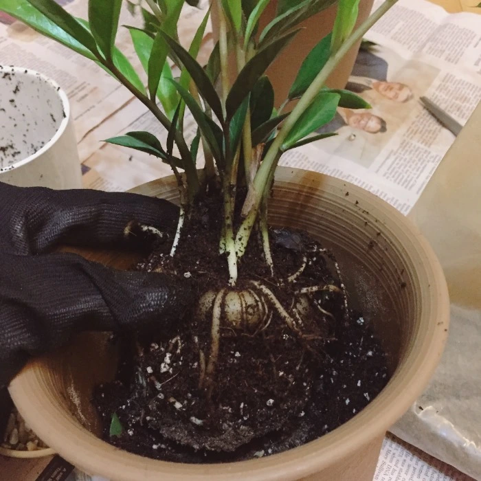 image_6062799711478166963703.jpg?type=w966