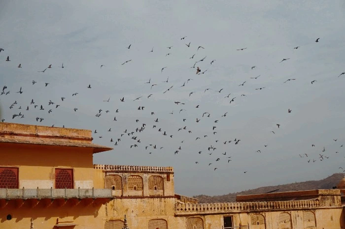 image_2059543561474510502783.jpg?type=w966