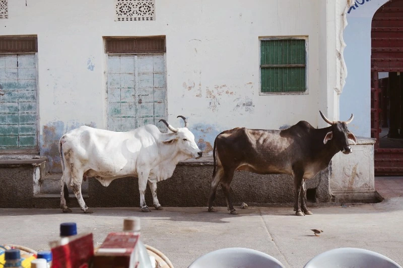 image_5563841171476155078950.jpg?type=w966