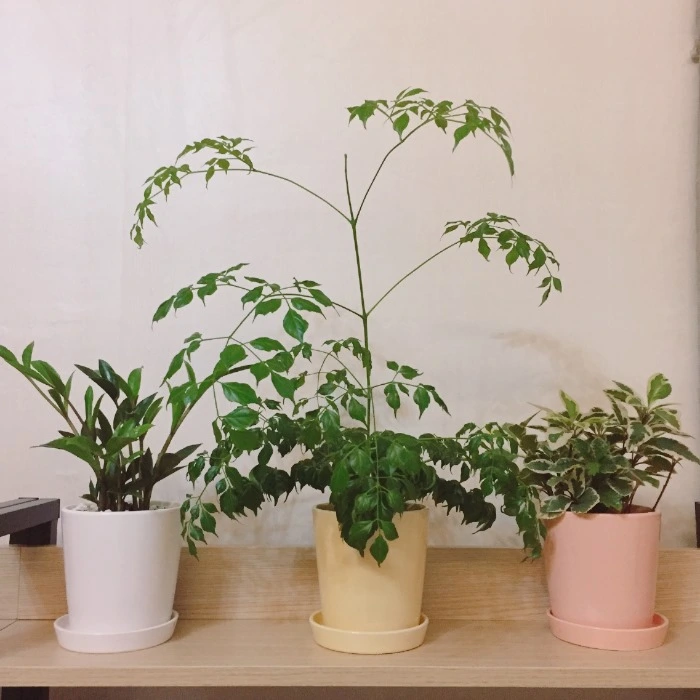 image_3266745381478166535168.jpg?type=w966