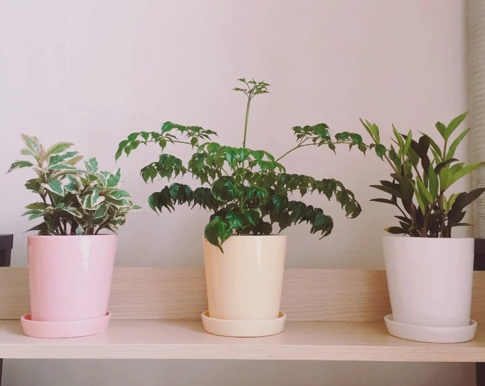 image_6040515831473996521956.jpg?type=w966