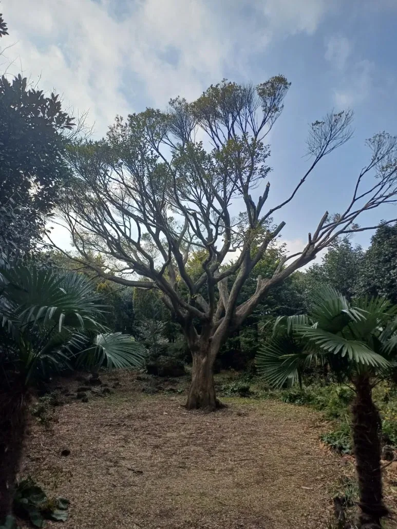 900%EF%BC%BF20241226%EF%BC%BF143159.jpg?type=w773