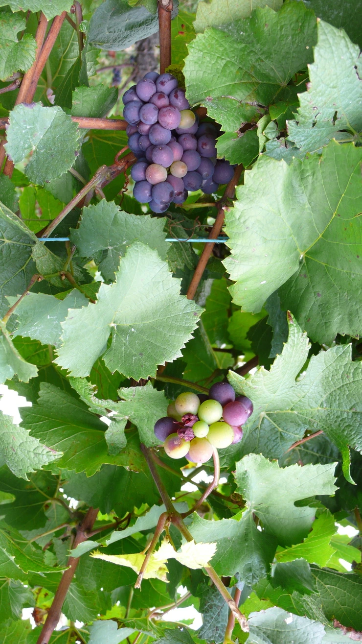 P1160726.JPG?type=w2