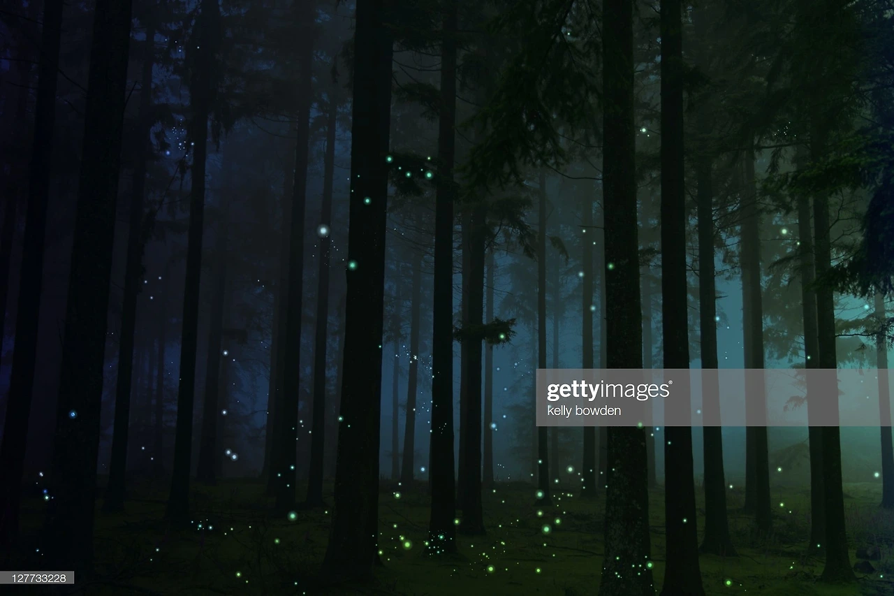 forest-picture-id127733228?s=2048x2048