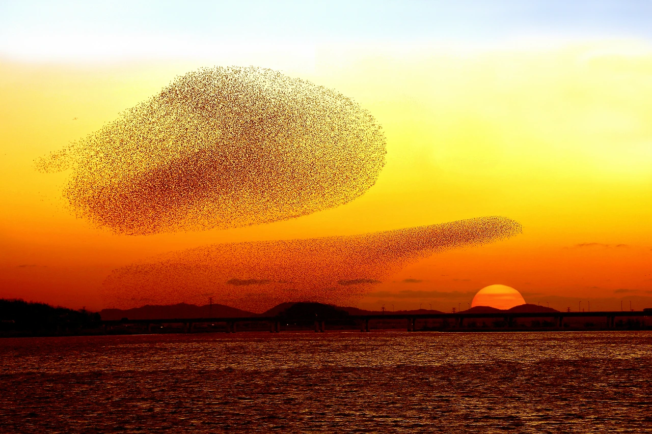 원해정   군무.JPG