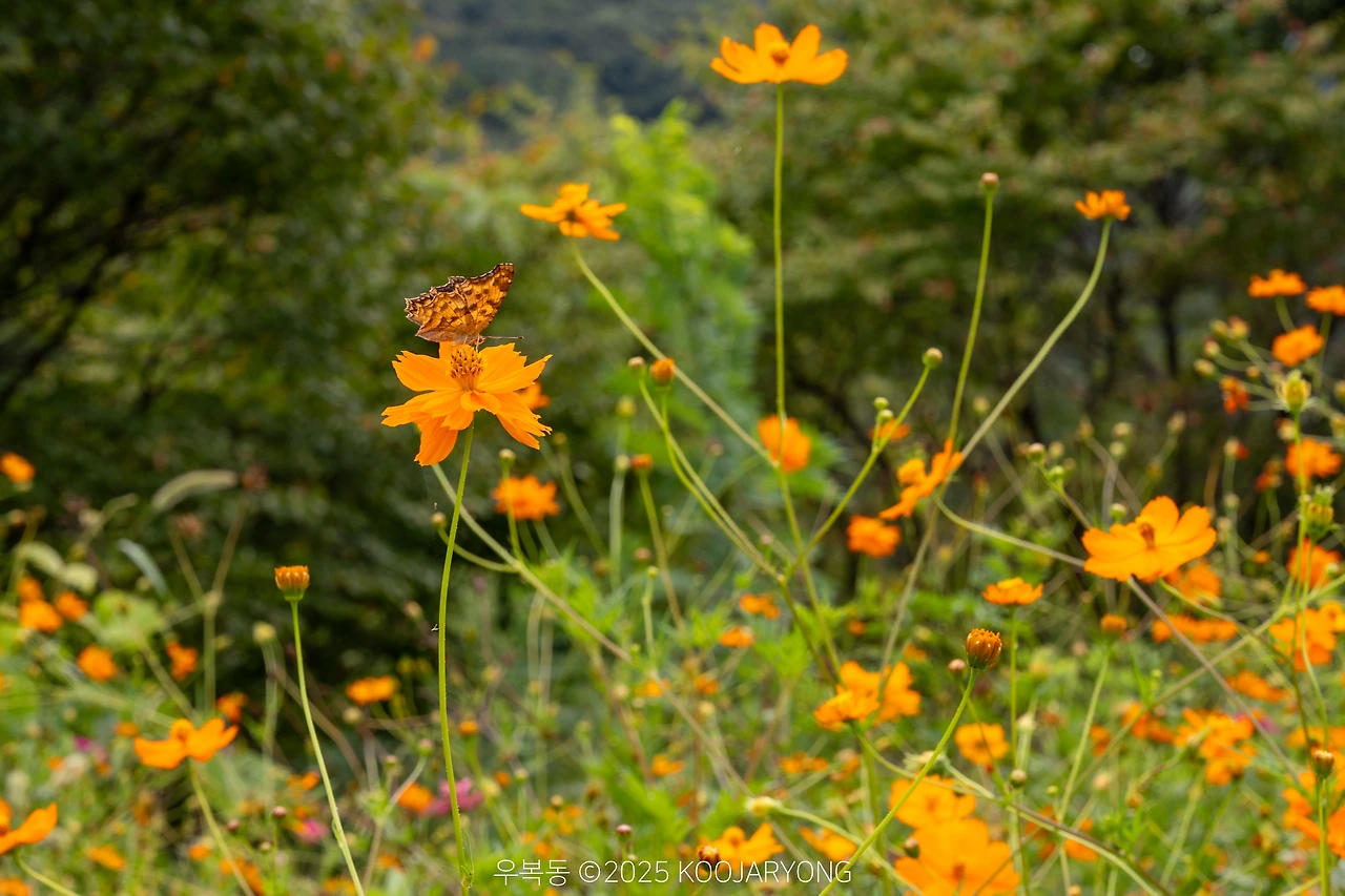 img.jpg?credential=yqXZFxpELC7KVnFOS48ylbz2pIh7yKj8&expires=1759244399&allow_ip=&allow_referer=&signature=z8meSg5DkT8TVCPwMb%2BsC0jr3wI%3D