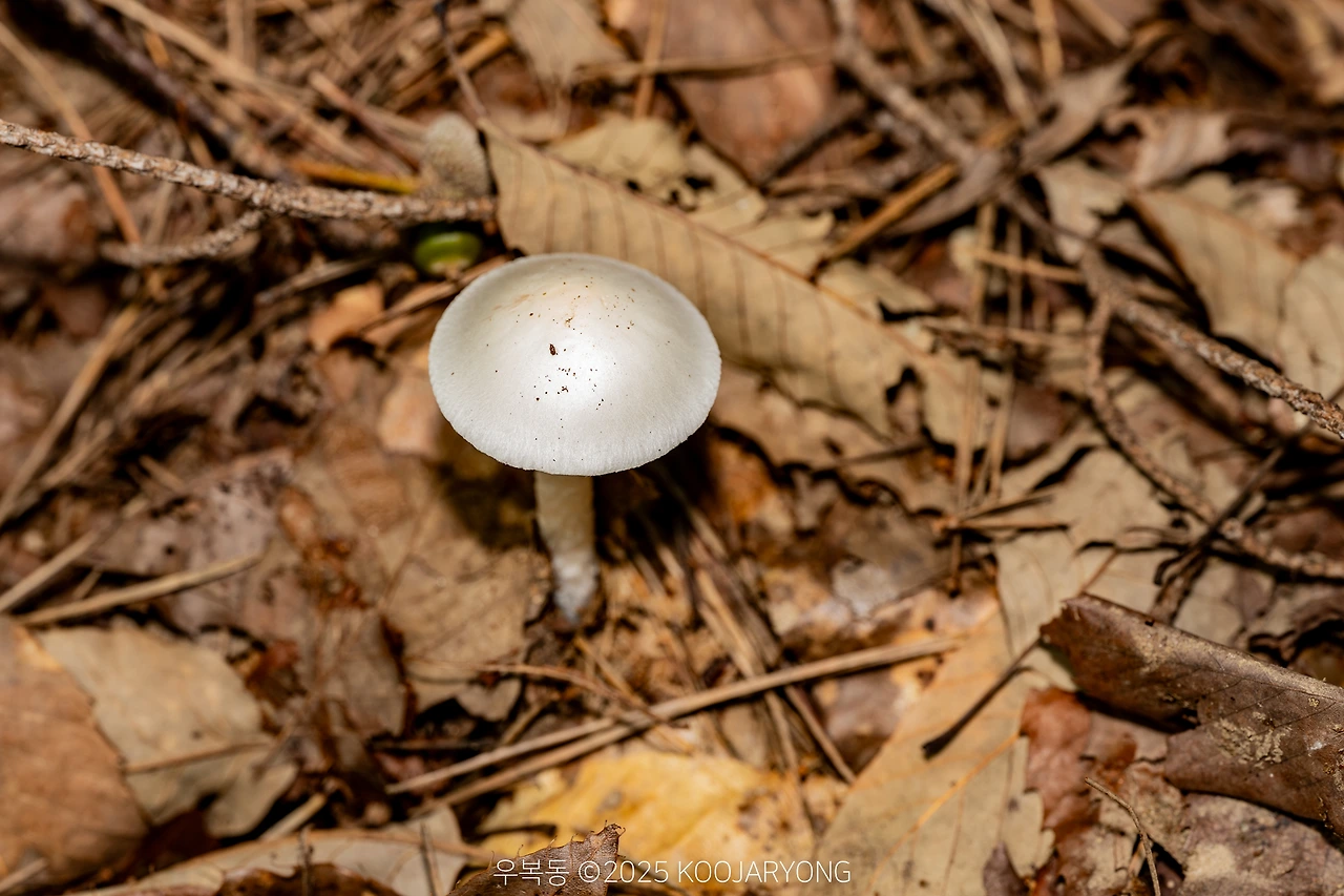 img.jpg?credential=yqXZFxpELC7KVnFOS48ylbz2pIh7yKj8&expires=1759244399&allow_ip=&allow_referer=&signature=dOYqutl%2Bqs8IVljF9%2F4tUheRtfM%3D