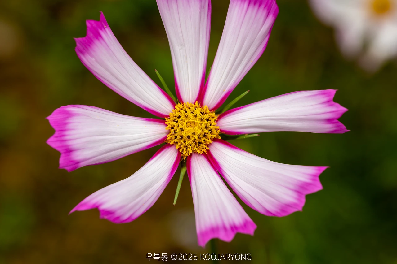 img.jpg?credential=yqXZFxpELC7KVnFOS48ylbz2pIh7yKj8&expires=1759244399&allow_ip=&allow_referer=&signature=iGdV6OBDForqGWxHt6nXqgJyZHE%3D