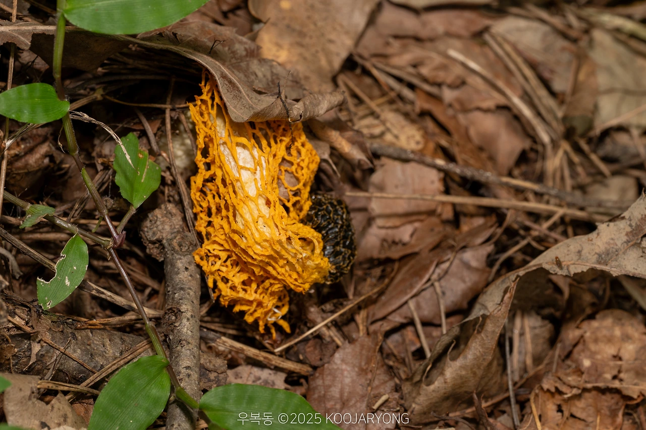 img.jpg?credential=yqXZFxpELC7KVnFOS48ylbz2pIh7yKj8&expires=1759244399&allow_ip=&allow_referer=&signature=pYbw%2Bz04E%2Fvs8Uzq7lyu83JDTzM%3D