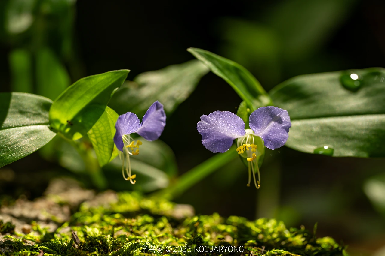 img.jpg?credential=yqXZFxpELC7KVnFOS48ylbz2pIh7yKj8&expires=1759244399&allow_ip=&allow_referer=&signature=3keVq1BaBINfOWbBj5HAS%2BjUXLM%3D