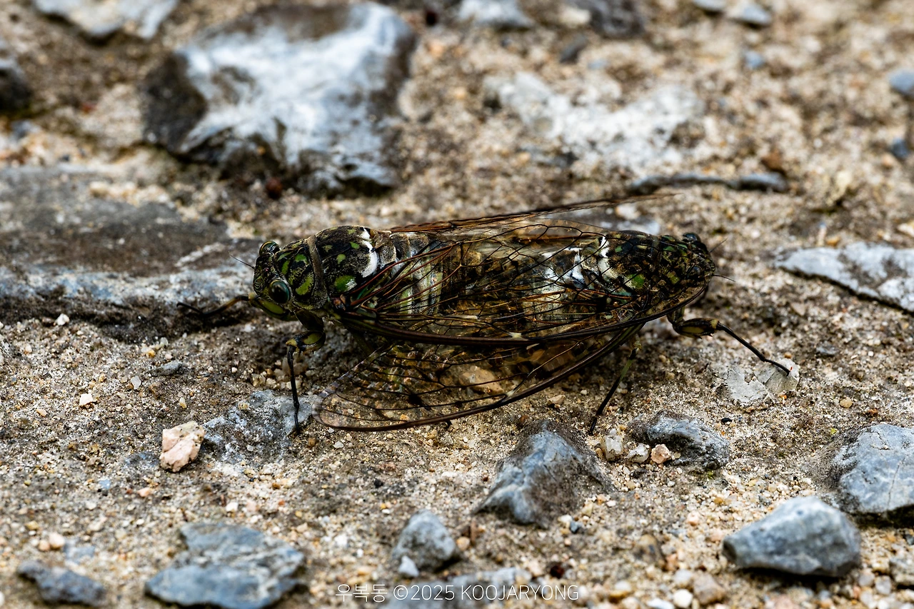 img.jpg?credential=yqXZFxpELC7KVnFOS48ylbz2pIh7yKj8&expires=1759244399&allow_ip=&allow_referer=&signature=KSGRM%2BkVw%2B5QepbZLKLPuKfv2bo%3D