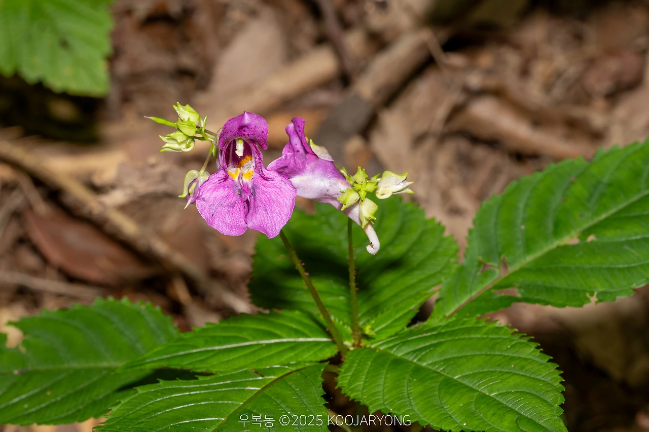 img.jpg?credential=yqXZFxpELC7KVnFOS48ylbz2pIh7yKj8&expires=1759244399&allow_ip=&allow_referer=&signature=%2BeLN5lH1IMyDOhXLZVXgRx1fIq4%3D