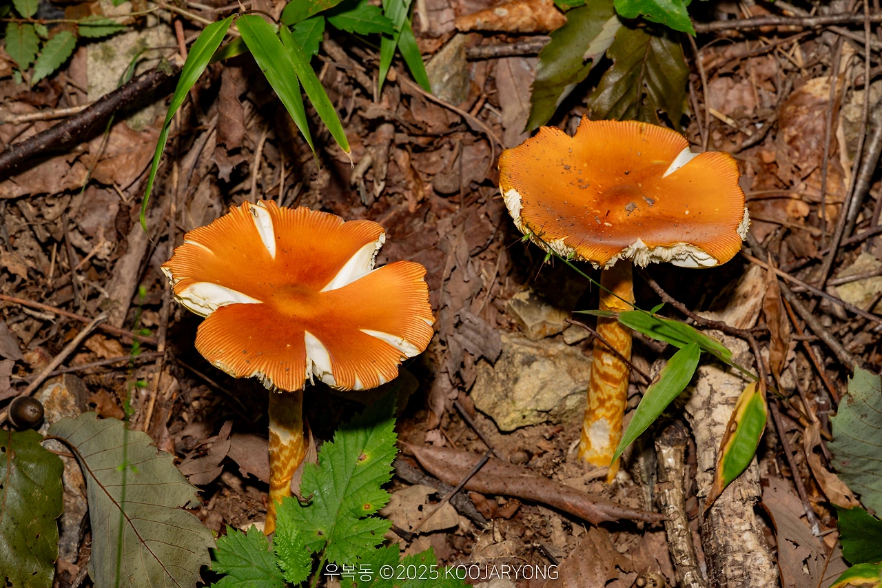 img.jpg?credential=yqXZFxpELC7KVnFOS48ylbz2pIh7yKj8&expires=1759244399&allow_ip=&allow_referer=&signature=AF25JRoOlGxk2%2BFXeIliBCvx8T4%3D