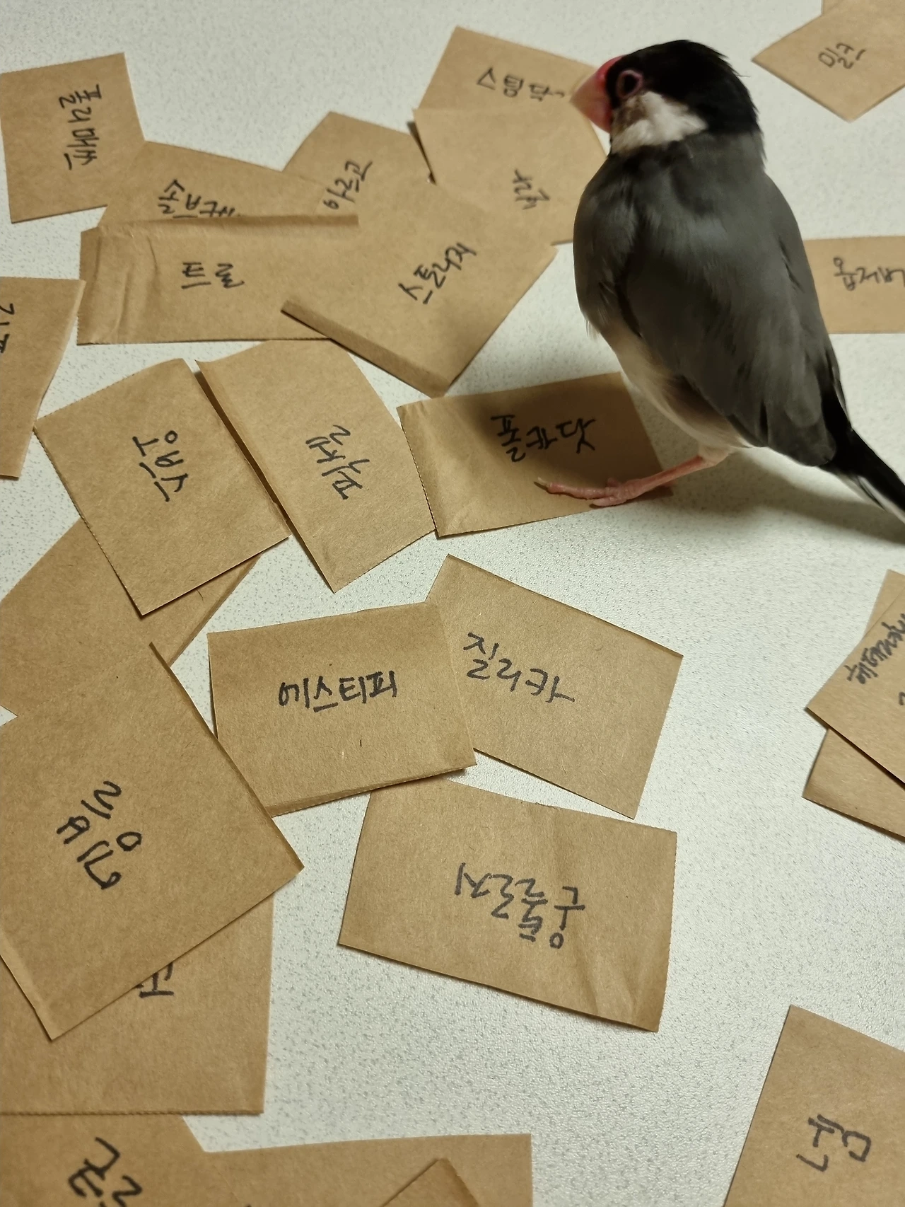 앵무픽 말고 문조픽