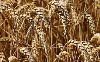 05._%EA%B3%A1%EB%AC%BC.PNG?type=w1200