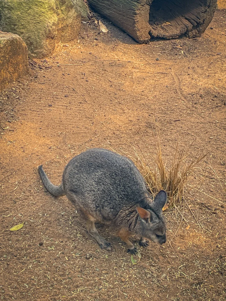 IMG_5799.jpg?type=w1