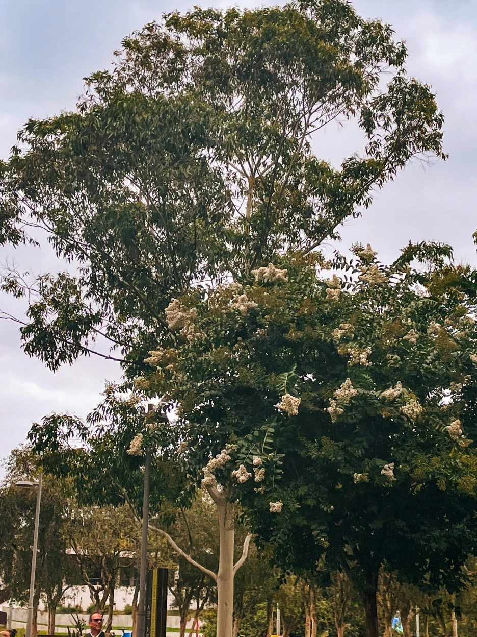 IMG_5130.jpg?type=w1