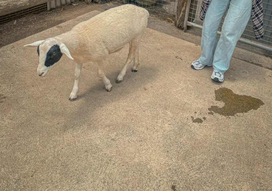 SE-62afeb56-e33d-4305-b2de-0bd2a96ab27e.jpg?type=w1