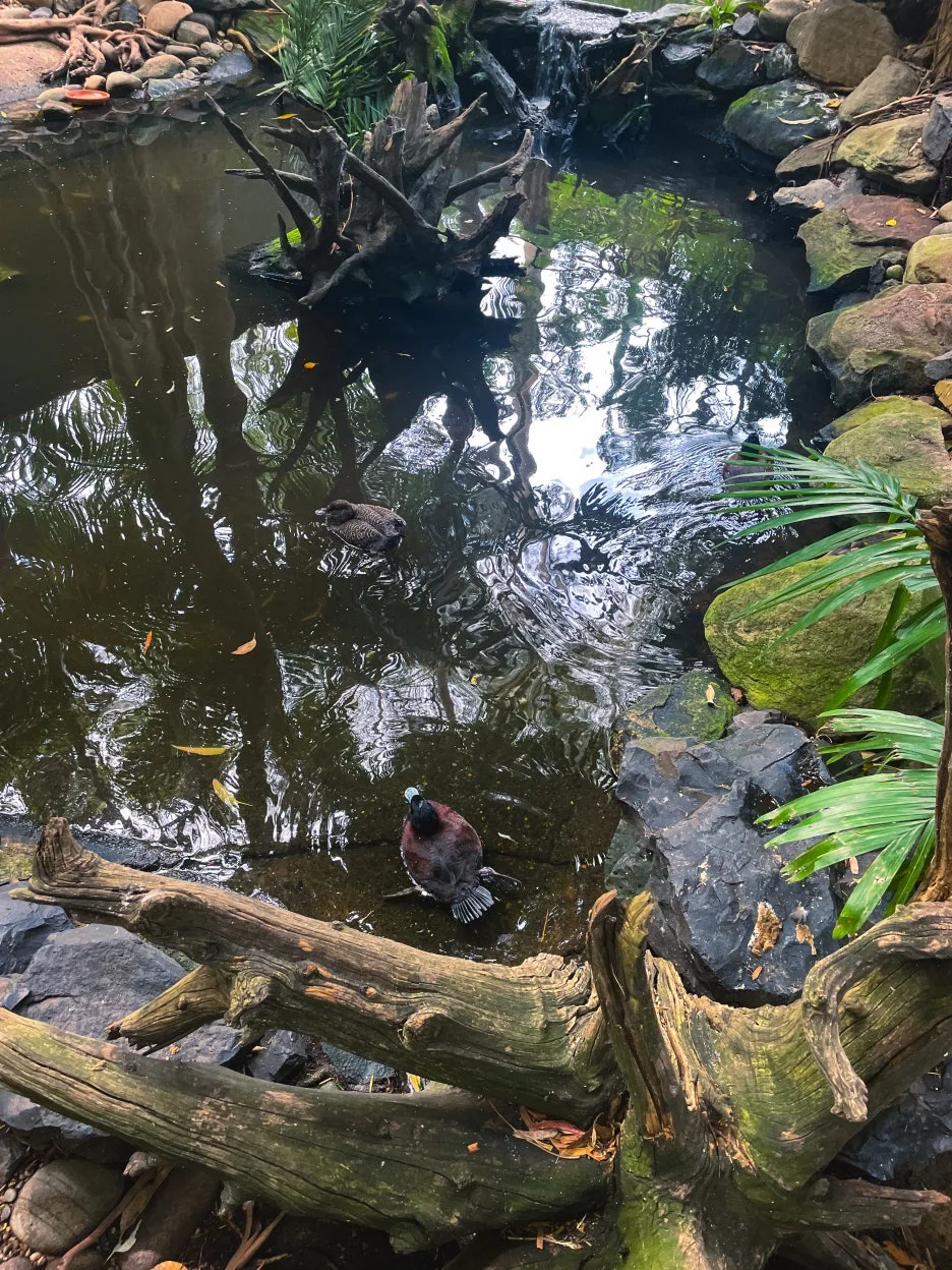 IMG_5747.jpg?type=w1