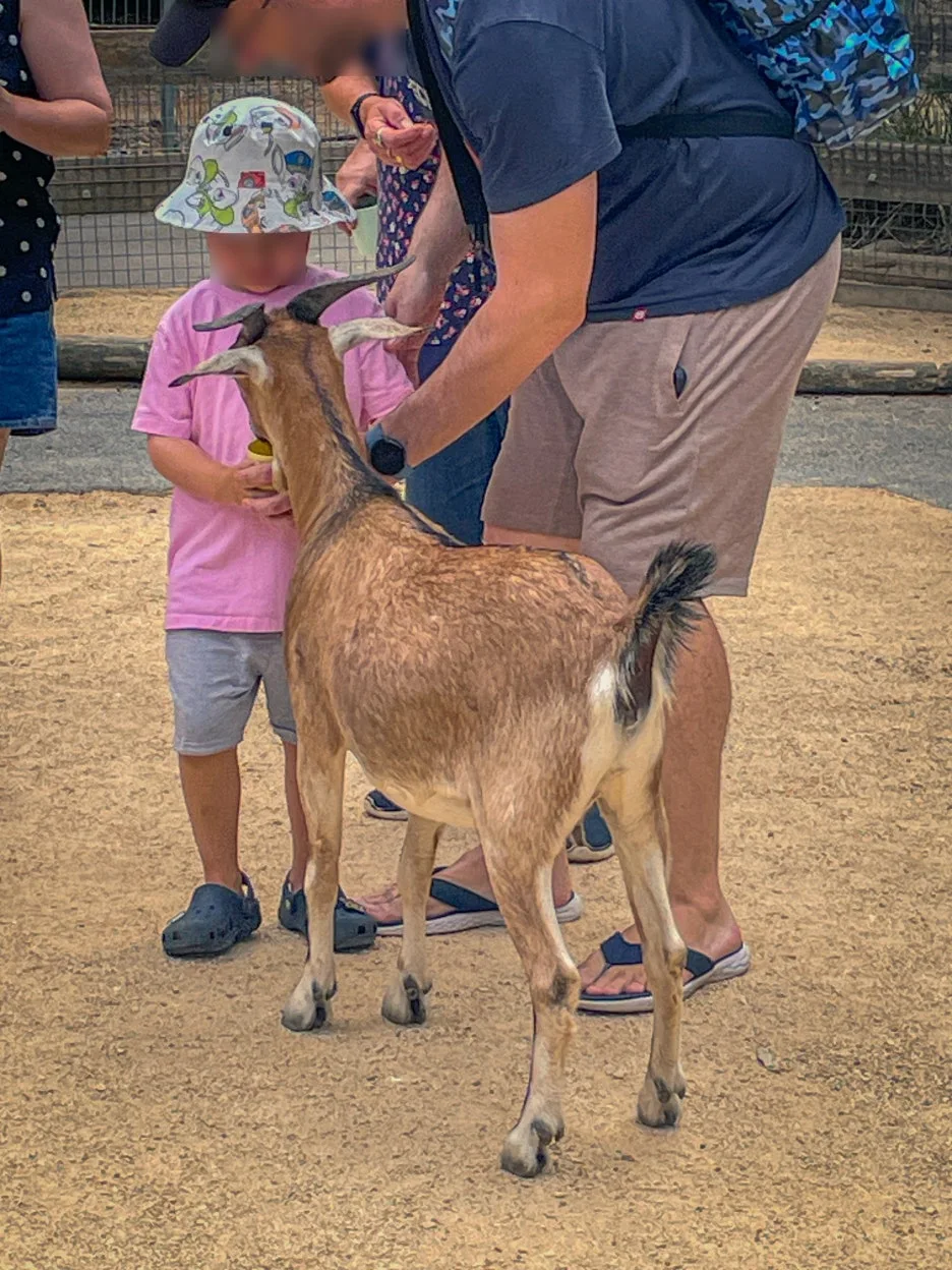 SE-11eaf28d-1c74-4dad-950b-7f4433c4e5d2.jpg?type=w1