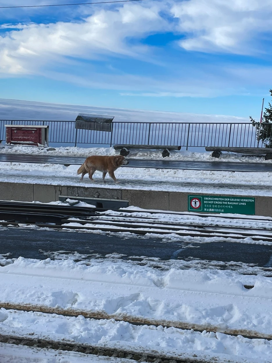 IMG_1341.jpg?type=w1