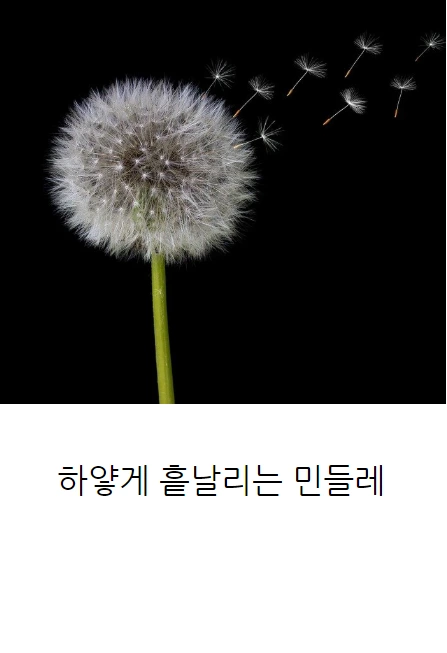 민들레는민들레_09.PNG