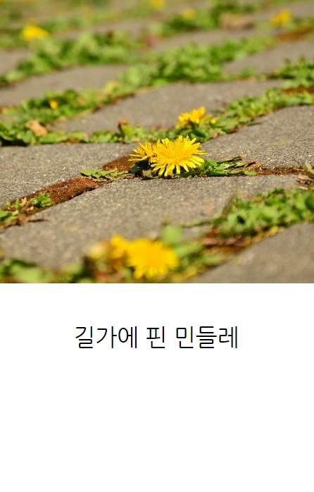 민들레는민들레_06.PNG