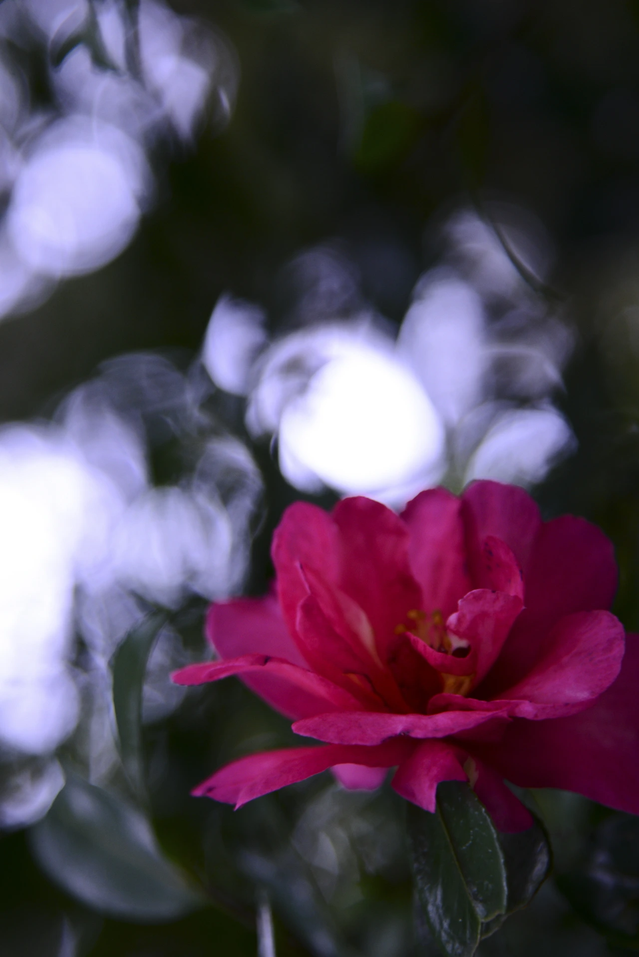 e_니부카와산책 (8).JPG