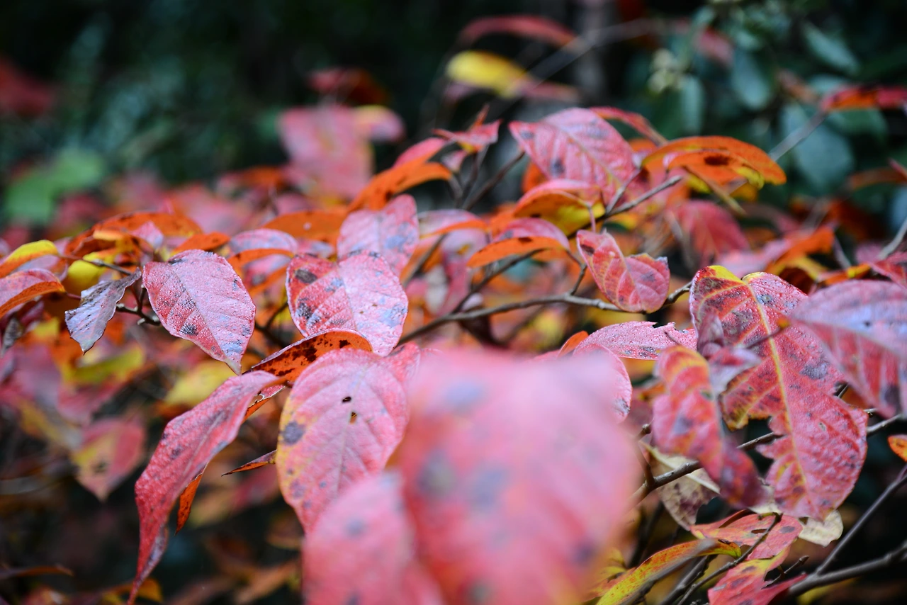 e_니부카와산책 (5).JPG