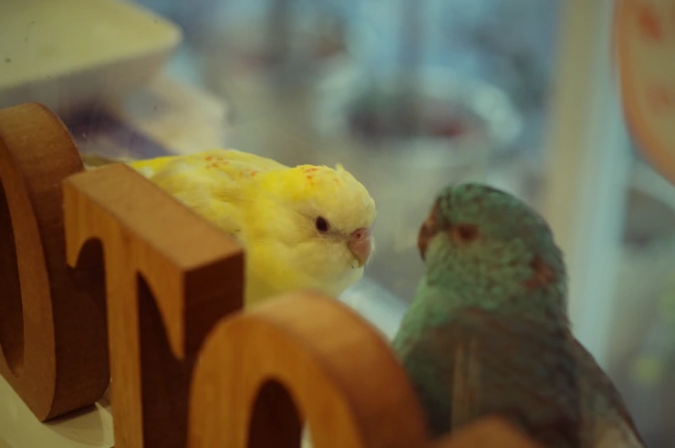 %C4%AB%C6%E4.png?type=w2