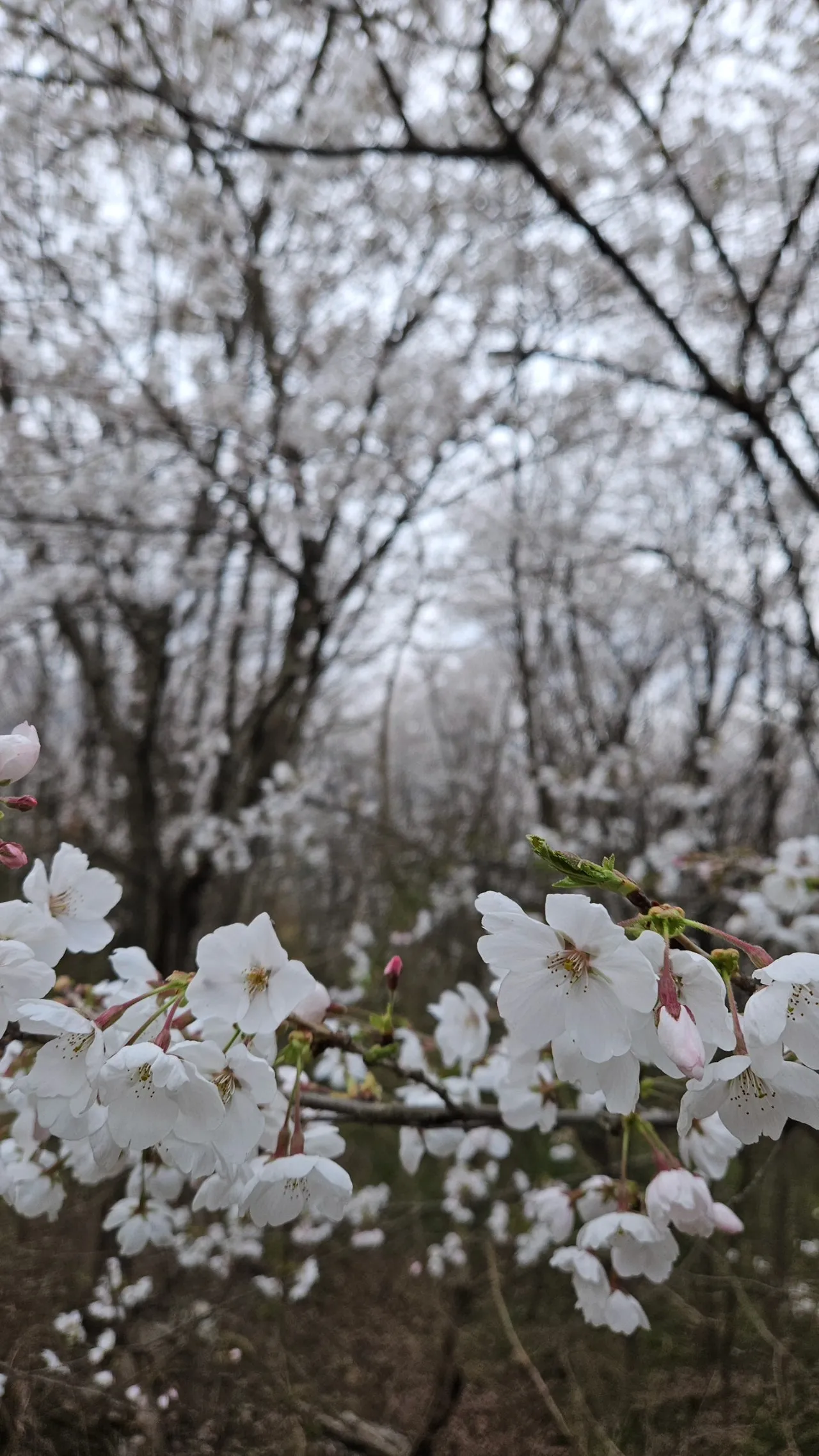 1280%EF%BC%BFIMG%EF%BC%BF20250405%EF%BC%BF082403%EF%BC%BF272.jpg?type=w1600