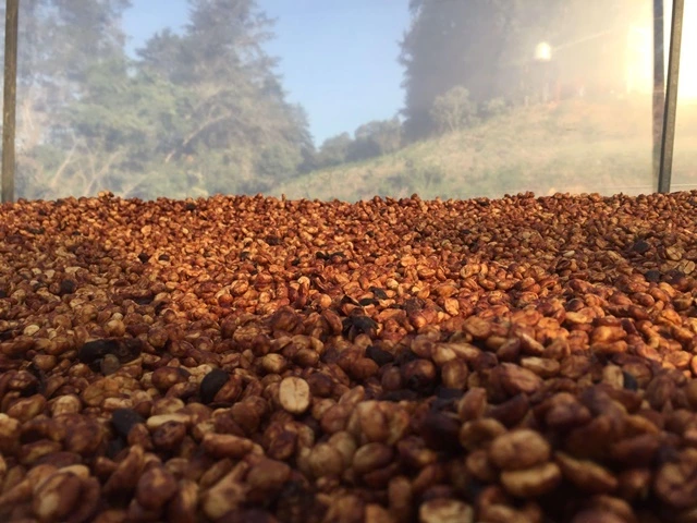 honey-processed-coffee2-1.jpg?type=w966