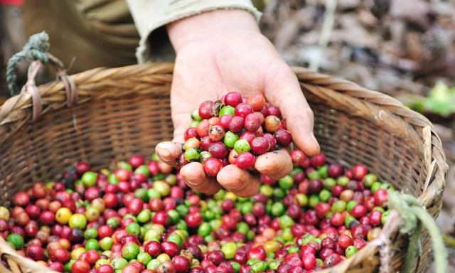 costa-rica-coffee-plantation-tour-CR46-mosaic.jpg?type=w966