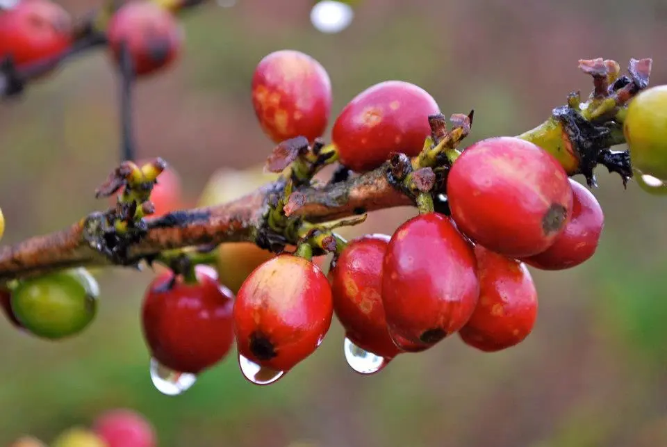 526986_10151339427907283_1054093141_n.jpg?type=w966