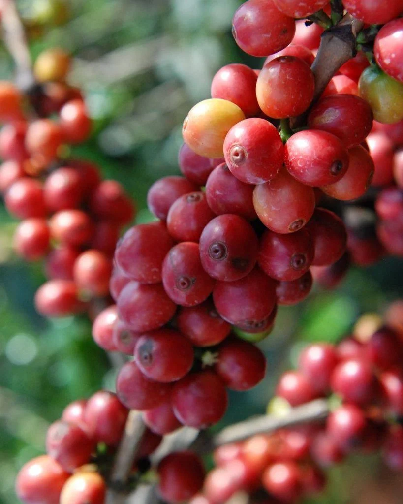 13509618_1209447239117431_1591778517_o_1024x1024.jpg?type=w966