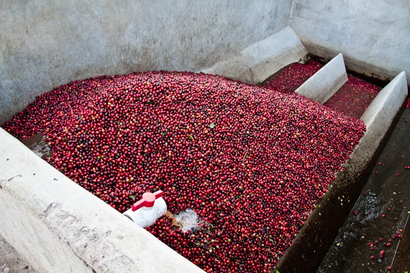 Nicaragua-3.jpg?type=w966